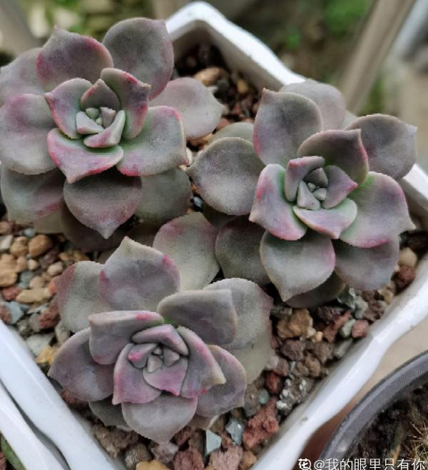10種多肉，正適合封閉小陽臺，養起來爆盆特別快