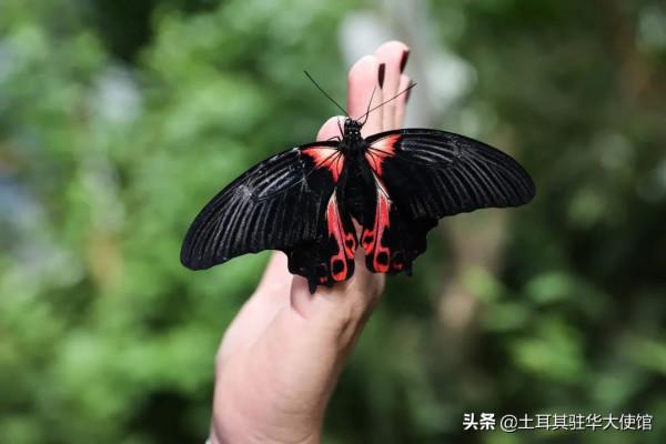 伊斯坦布林的蝴蝶天堂擁有獨特的物種和特殊的氣候 伊斯坦布林的蝴蝶天堂擁有獨特的物種和特殊的氣候