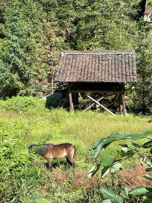 看，這就是深藏在貴州深山布依族村寨生活中的好滋味