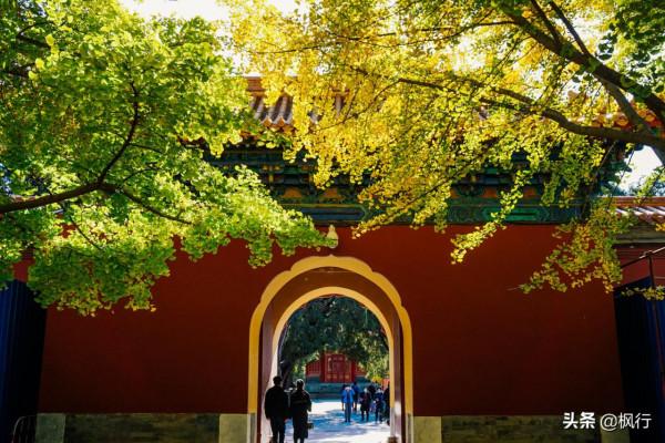 再有半個月，北京將迎來最美的季節，12個銀杏寶藏地，附機位攻略