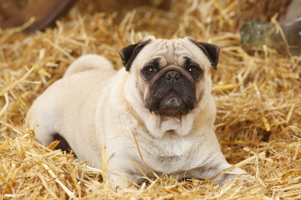 這6種名副其實的“臭狗”，誰養誰心累