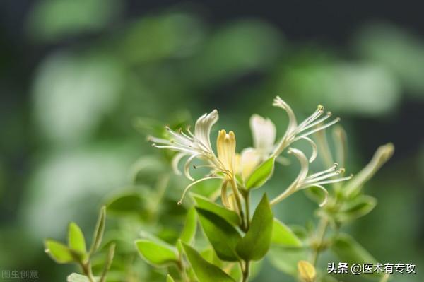 清熱解毒第一藥——金銀花，你瞭解嗎？