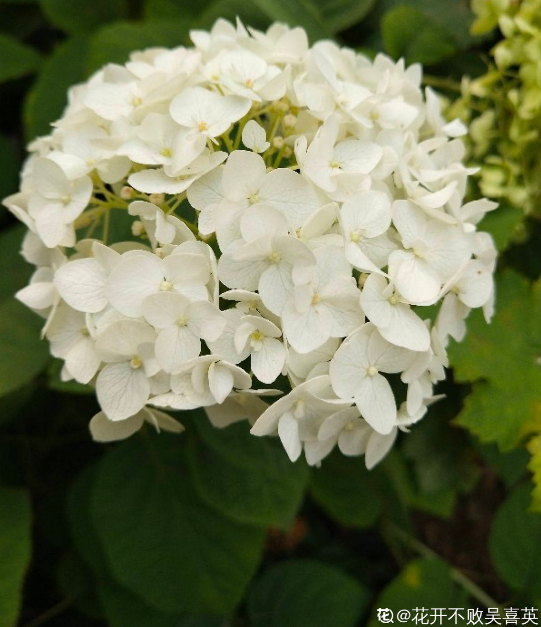 夏天的繡球花，下雨後搬出去，淋雨長更旺