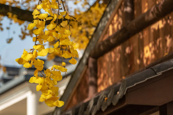 太美了!10個愈秋愈美的小眾旅行地,錯過只能再等一年 太美了!10個愈秋愈美的小眾旅行地,錯過只能再等一年