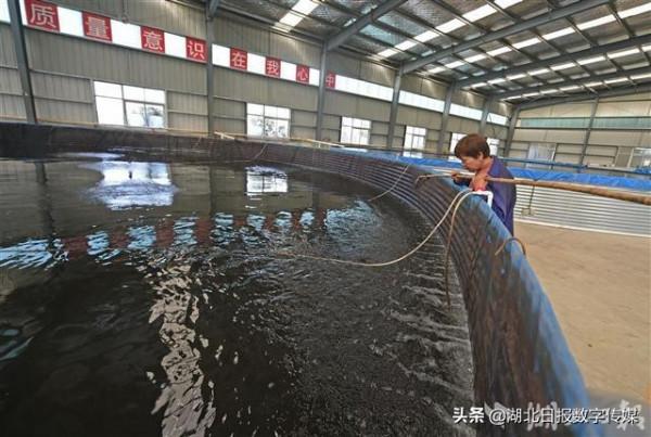 鱸魚住進大“泳池”