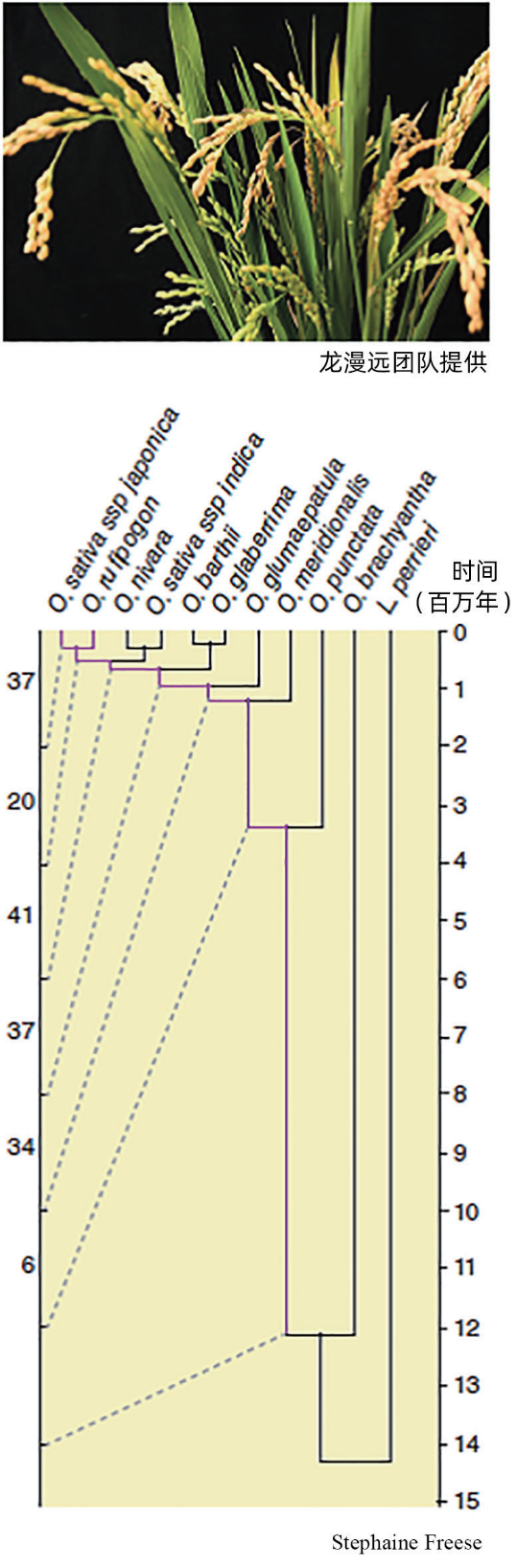 我們來自“垃圾DNA”?有人從水稻裡發現了“垃圾DNA”的價值:新基因的來源 我們來自“垃圾DNA”?有人從水稻裡發現了“垃圾DNA”的價值:新基因的來源