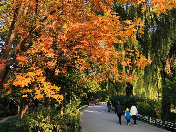 菊花、銀杏、垂柳、楓葉、黃櫨……快收藏市屬公園賞秋指南(附古詩) 菊花、銀杏、垂柳、楓葉、黃櫨……快收藏市屬公園賞秋指南(附古詩)