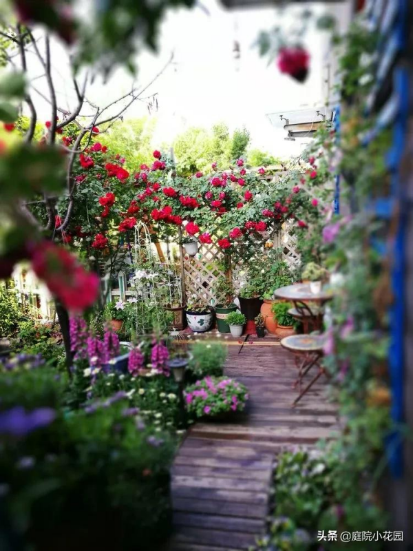 這樣的小院就是我夢想中的花園