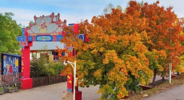 鳳凰嶺彩葉進入最佳觀賞期