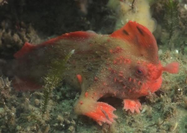 34張罕見動物照：烏龜衝上岸把鳥兒拖下水，山羊大口吞食小雞仔