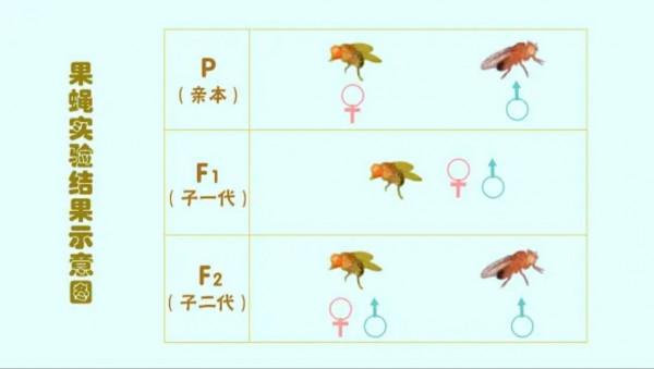 以摩爾根果蠅雜交實驗為主題的研究性學習