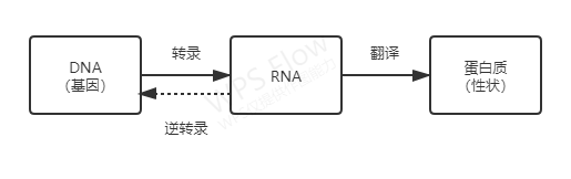 核酸和生命 核酸和生命