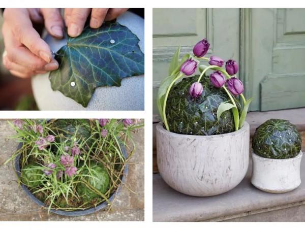 100種觀葉植物 | No.7 常春藤養護攻略