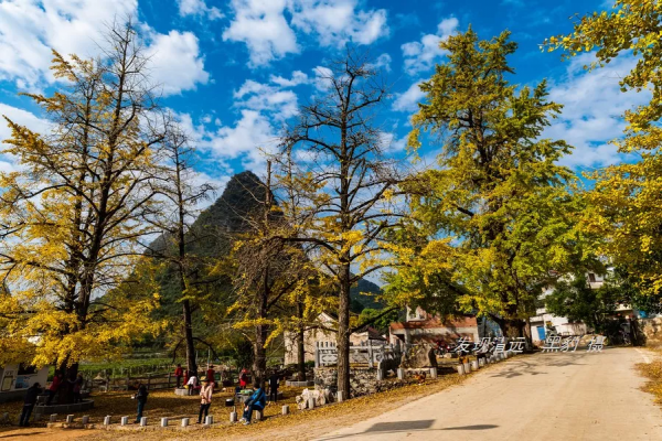 這裡才是銀杏的海洋，2021年廣西銀杏觀賞全攻略