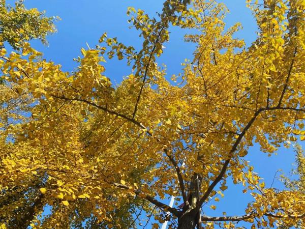 楓葉紅、銀杏黃……這個季節的瑞安，美得藏不住了