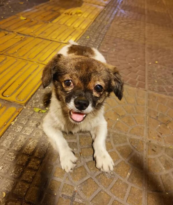 我家有條流浪狗