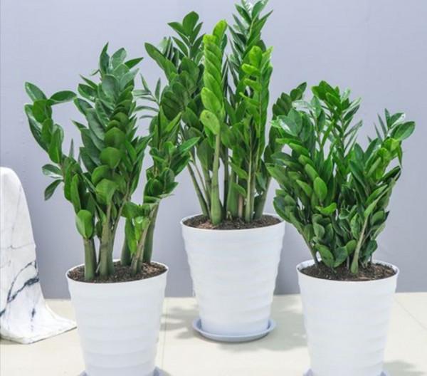 家裡陽光太少，可養7種喜陰花，沒有光照也能長好