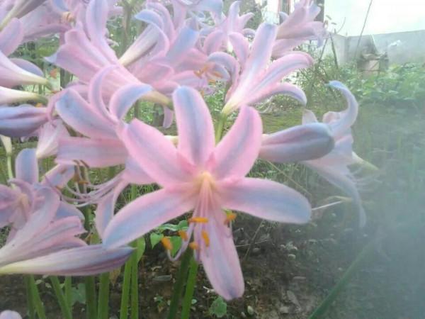 鹿蔥花也叫夏水仙花，一種深受大家喜愛的花