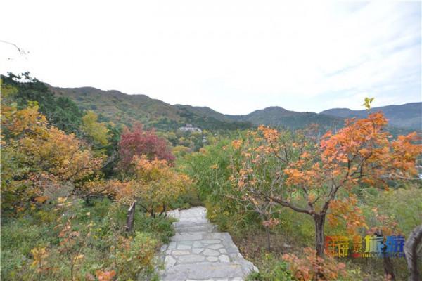 深秋的香山 層林盡染美輪美奐