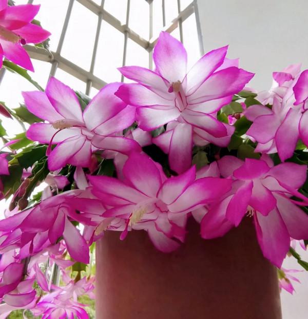 9種富貴花,長成老樁也要用“小盆”養,不然爛根又黃葉,難養好 9種富貴花,長成老樁也要用“小盆”養,不然爛根又黃葉,難養好