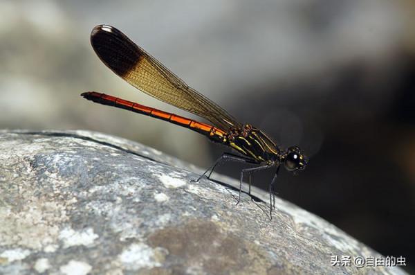 蜻蜓目之線紋鼻蟌 蜻蜓目之線紋鼻蟌