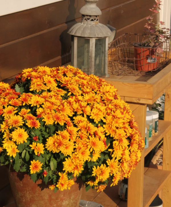 花園植物小百科 | 你的花園到底適合種什麼植物？對症下藥是關鍵