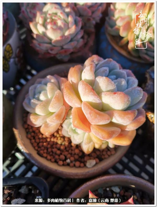 天南海北，一群熟悉又陌生的愛肉人