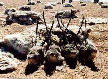 藏羚羊，好可愛