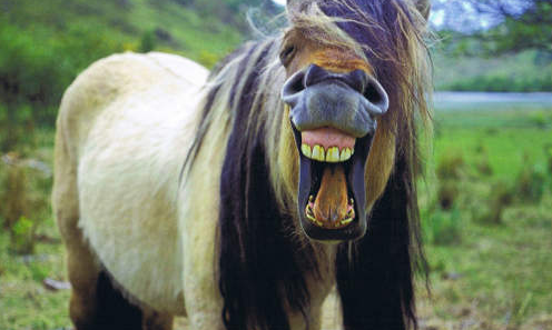 一大笑就破功！網友分享對“白馬王子”幻想毀滅瞬間