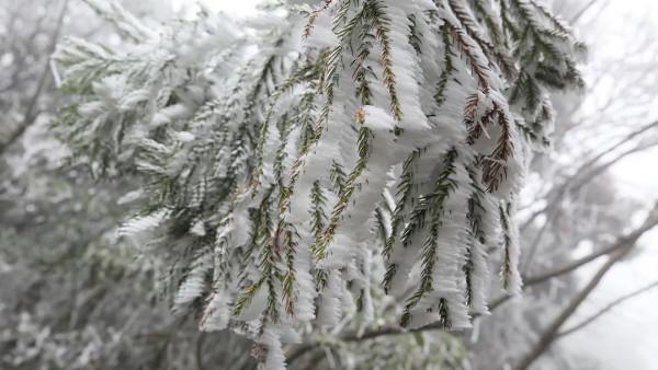 美爆了！陽明山迎來今冬第一場霧凇