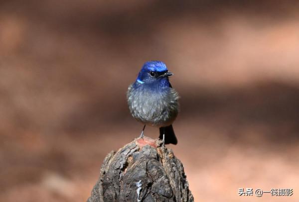 如果每天都有面包蟲侍候，它們會否停下遷徙的腳步