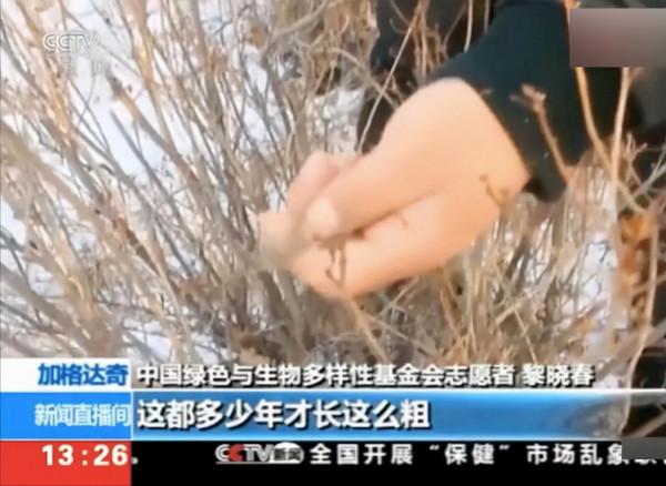 這“三種花”不能養，已被央視列入“黑名單”，別再傻傻當作寶