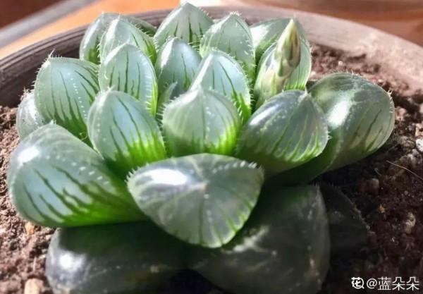 10種“怕曬花”,越曬死越快,半陰地兒反倒長得旺 10種“怕曬花”,越曬死越快,半陰地兒反倒長得旺