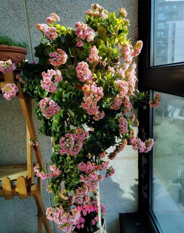 6種&OpenCurlyDoubleQuote;皮實花&rdquo;，管得越少越愛長，養成&OpenCurlyDoubleQuote;大花樹&rdquo;，高檔又貴氣