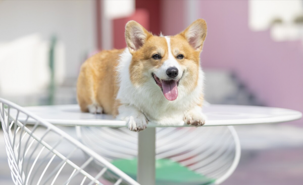 柯基有這些行為，才算把你當主人了，你被認可了嗎？