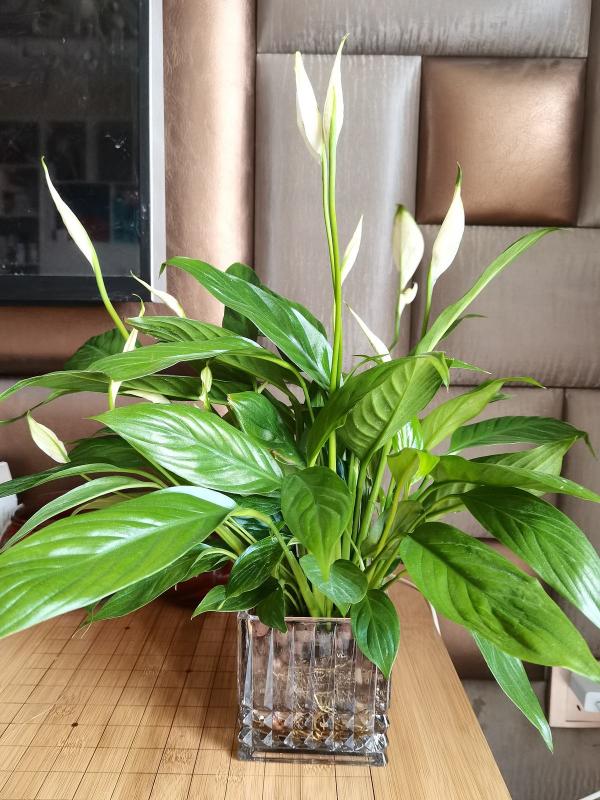 今年客廳流行養“發財花”，盆盆好寓意，紅紅火火看著熱鬧