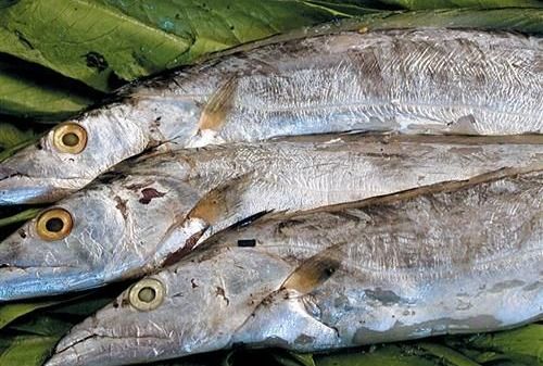 帶魚皮越白越有營養?吃魚眼能明目?很多人對此毫不知情 帶魚皮越白越有營養?吃魚眼能明目?很多人對此毫不知情