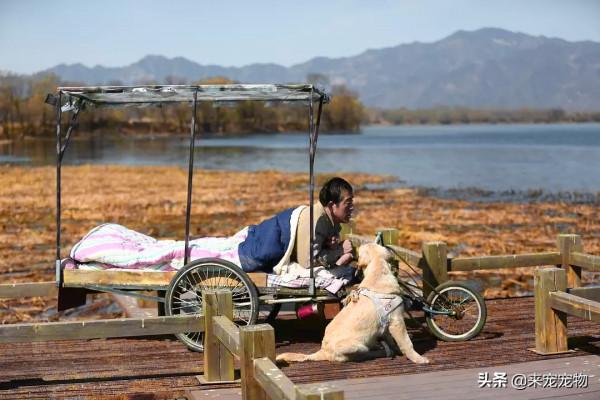 農村老人說:好狗絕對不會死家中!這個故事讓人想哭 農村老人說:好狗絕對不會死家中!這個故事讓人想哭