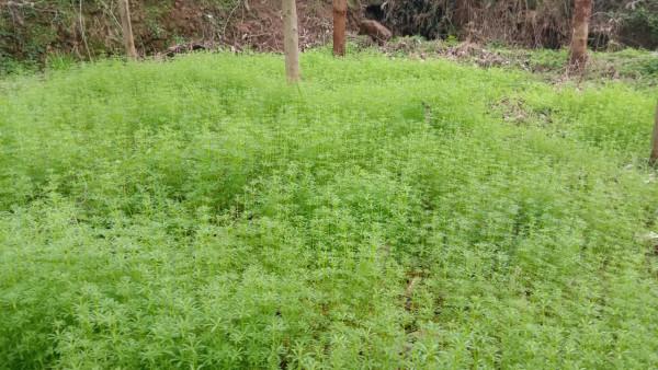 農村的&OpenCurlyDoubleQuote;鋸鋸滕&rdquo;有啥用？把它搗爛，跌打損傷有幫助