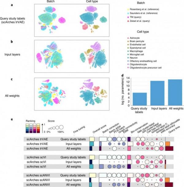 藉助AI，科學家可在人類細胞圖譜中更快找到某個病變細胞