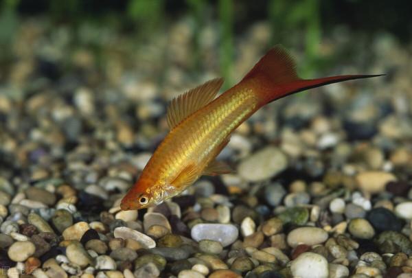 紅劍魚怎麼養？要學會創造條件，教你10招，輕鬆養好紅劍魚
