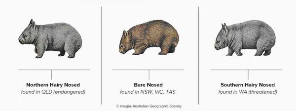 世界袋熊日,祝小胖胖們永遠開心 世界袋熊日,祝小胖胖們永遠開心