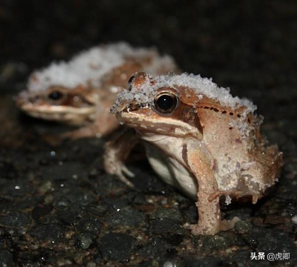 最小食肉動物伶鼬重3兩，年滅鼠3500只，何不用來防治澳洲鼠災？
