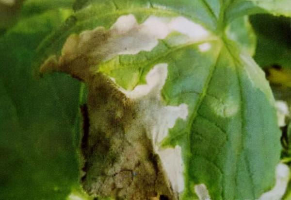 冬季大棚加溫要注意,以免降低蔬菜品質 冬季大棚加溫要注意,以免降低蔬菜品質