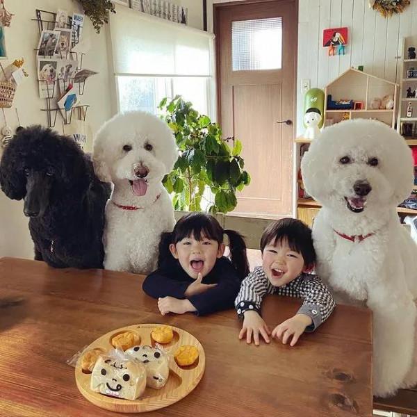 日本奶奶分享小孫女和三隻大狗狗的日常，治癒了56萬+網友…