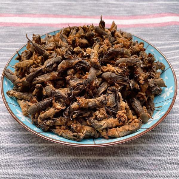 農村常見的螻蛄，被人們稱為“土狗子”，網友想知道它能吃嗎？