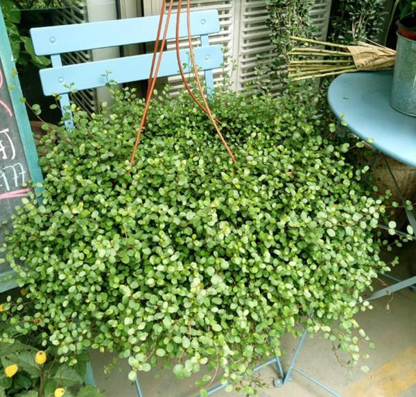 今年最流行的18種花,掛起來養,好看好養還不佔地方 今年最流行的18種花,掛起來養,好看好養還不佔地方