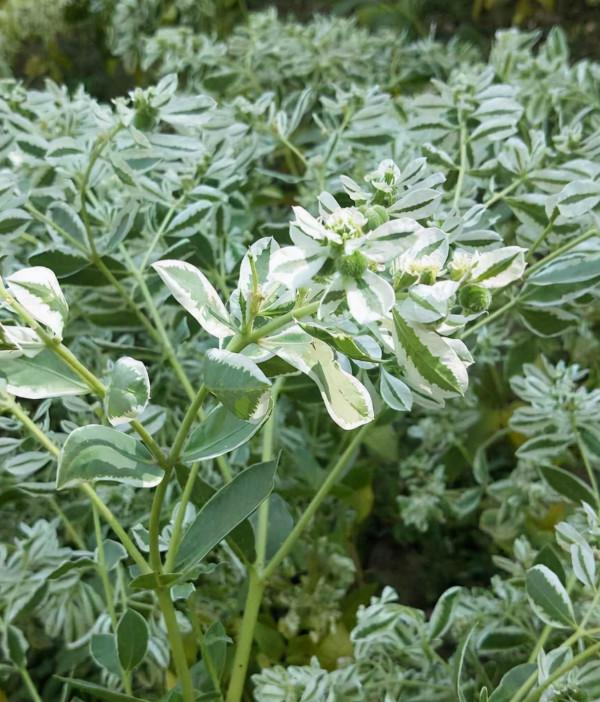 5種花,光聽名字就很美,看到實物後,網友感嘆:名不虛傳 5種花,光聽名字就很美,看到實物後,網友感嘆:名不虛傳