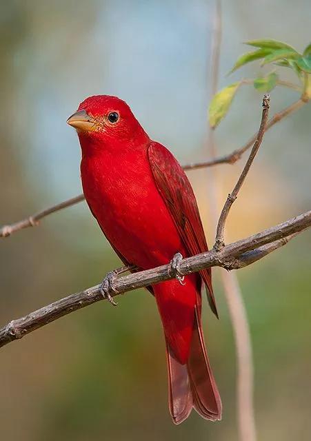 紅色鳥的圖片 紅色鳥的圖片