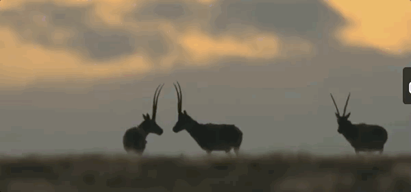 中國面積最大的國家公園,這片“人類禁區”終於限時開放了 中國面積最大的國家公園,這片“人類禁區”終於限時開放了